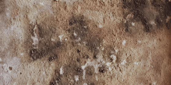 Santa Rita Drywall Repair: Expert Mold Remediation Services in Pleasanton, California