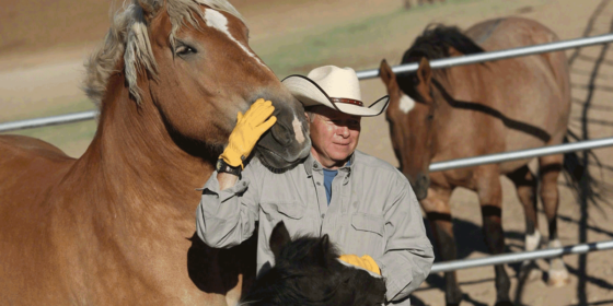 D.E.L.T.A. Rescue: A Haven of Compassion Founded by Leo Grillo