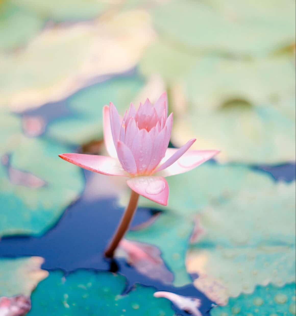 The Monastic Academy Highlights the Importance of Mindful Communication in Fostering Harmony and Social Peace