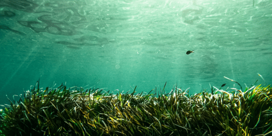 Seaweed Harvesting and Consumption A Dive into the Ocean's Green Gold