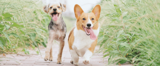 Furry Companions: A Guide to Choosing the Perfect Pet