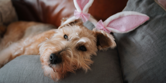 How to Make Your Home Safe for a New Pet