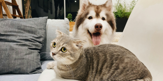 Decoding Your Pet: The Art of Understanding Animal Behavior