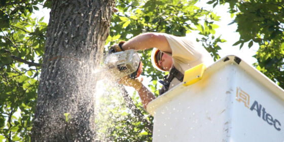 The Environmental Impact of Clearing Trees- Key Points