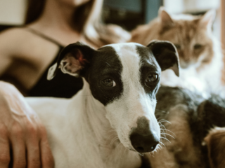 Beyond Bowls and Walks Why Choose TLC Pet Sitting?