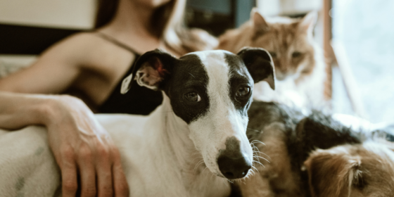 Beyond Bowls and Walks Why Choose TLC Pet Sitting?