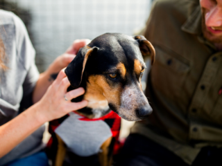 Grooming Essentials Enhance Your Dog’s Well-being