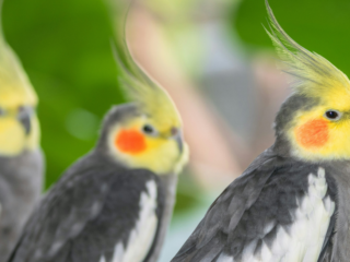 The Social Nature of Cockatiels Charming Personalities