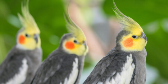The Social Nature of Cockatiels Charming Personalities