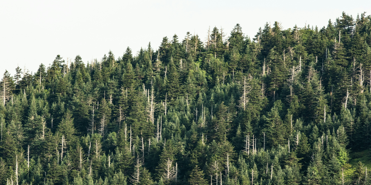 7 Tips for Creating Your Ideal Getaway Experience to the Smokies