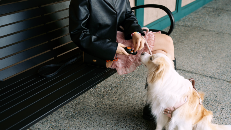 Clink Design Launches the Innovative Clink Clicker, Redefining Dog Training Tools