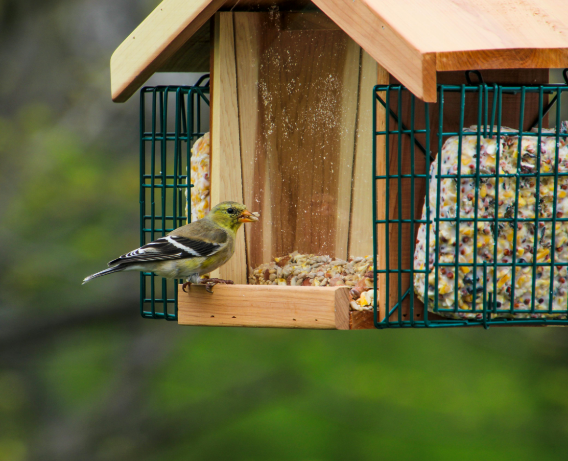 The Cage Audubon: A Durable Bird Feeder for Any Backyard