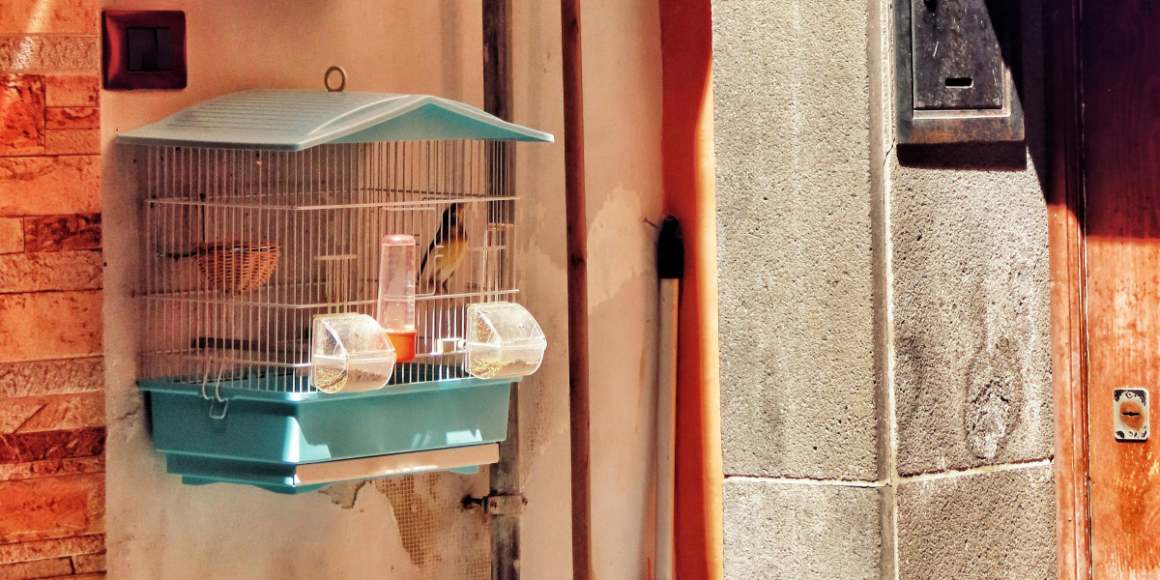 The Cage Audubon: A Durable Bird Feeder for Any Backyard