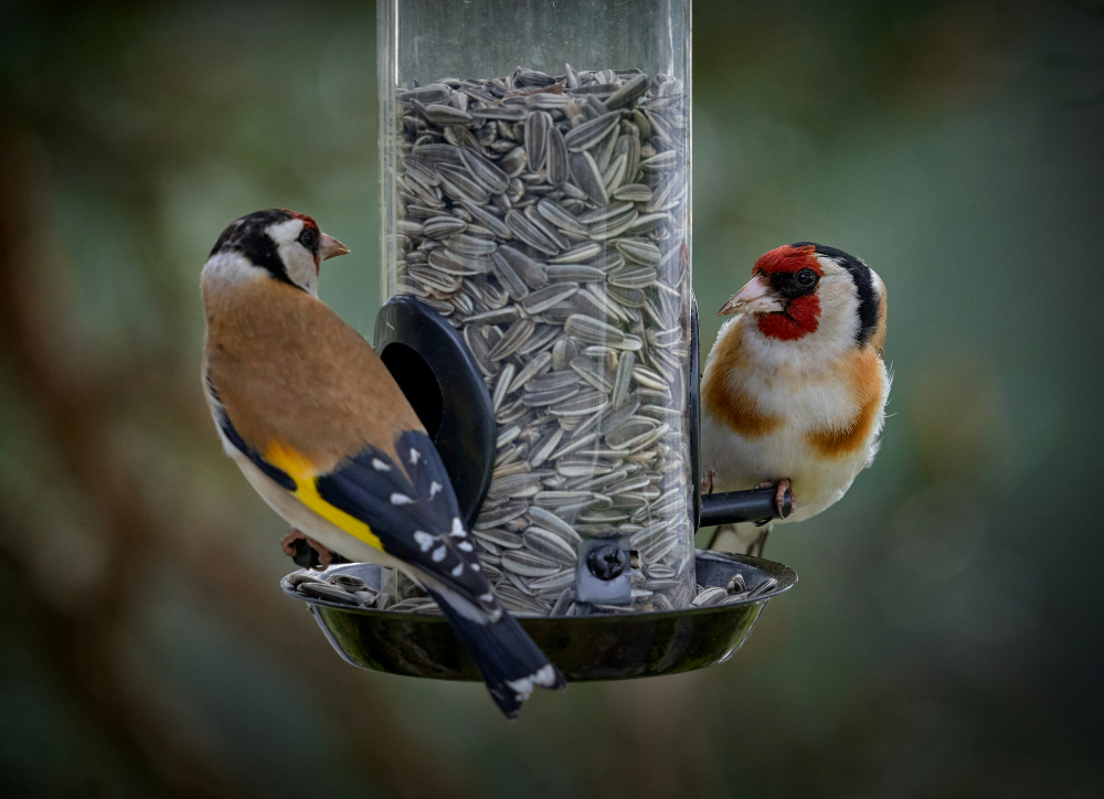 The Cage Audubon: A Durable Bird Feeder for Any Backyard