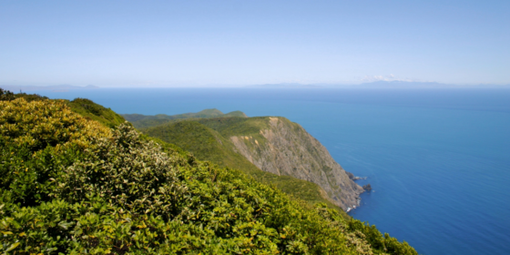 Adventure-Filled Day Trips from Wellington, New Zealand