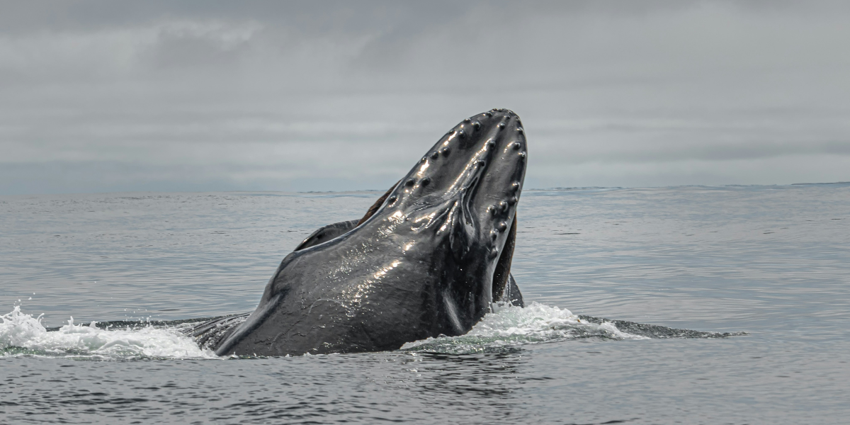 Looking for a Fresh Start? Could Monterey Be Your Answer?