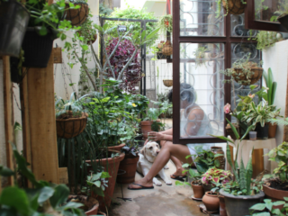 Indoor Gardening for Beginners: Tips for Urban Living