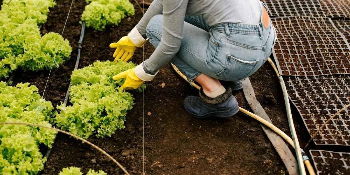 How Local Food Hubs Are Transforming Urban Farming