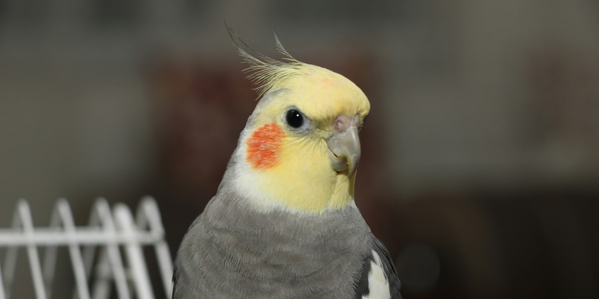 Creating a Bond with Your Cockatiel: Steps to Success