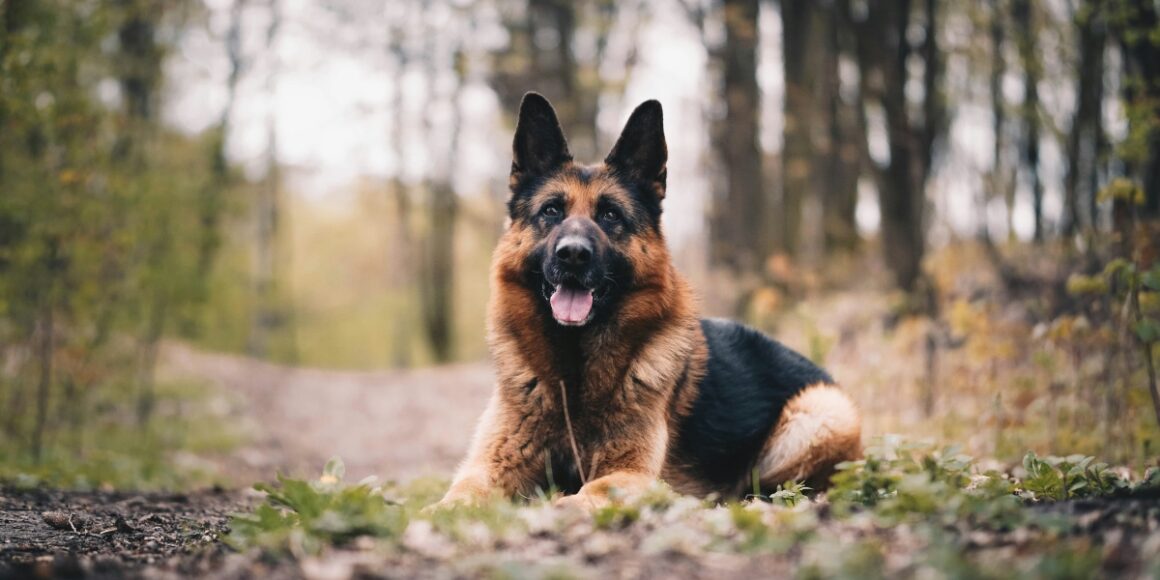 Heather Paskewich: Why We Love German Shepherds