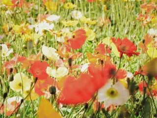 Garden Makeover Ideas: Affordable Ways to Refresh Your Outdoor Space