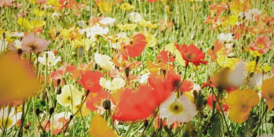 Garden Makeover Ideas: Affordable Ways to Refresh Your Outdoor Space