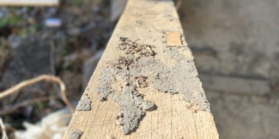 Pest Protection Tips for Your New Home How to Prevent Termite and Pest Issues Before Move-In