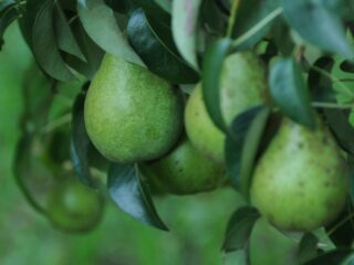 Growing Fruit in Containers with Everglades Farm: Exploring Sustainable Gardening in America
