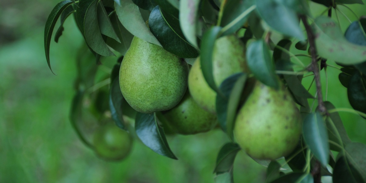 Growing Fruit in Containers with Everglades Farm: Exploring Sustainable Gardening in America