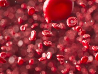 Understanding Red Blood Cells: Their Role, Function, and Importance for Health
