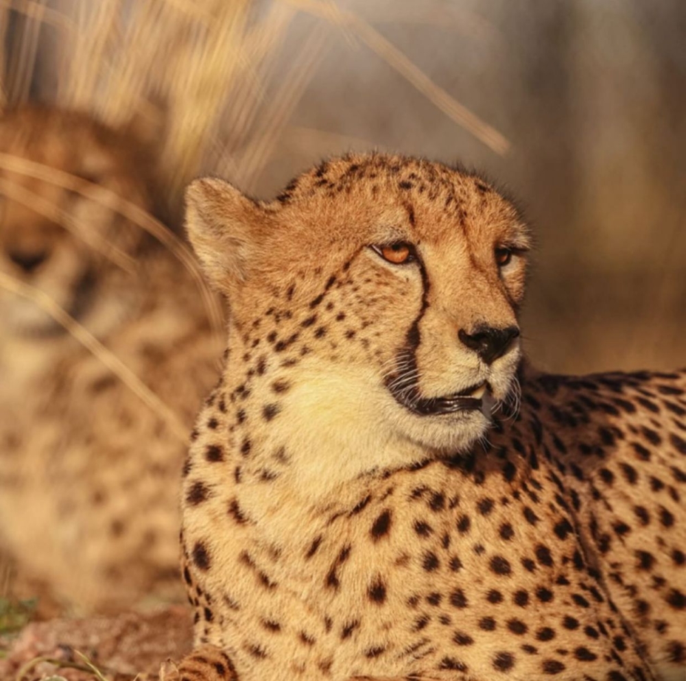A New Dawn in Wildlife Care: How India’s Model Inspires Africa’s Conservation Excellence