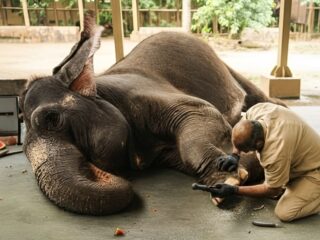 A New Dawn in Wildlife Care: How India’s Model Inspires Africa’s Conservation Excellence