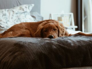 How to Properly Socialize a Dog in a New Home