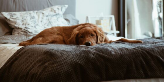 How to Properly Socialize a Dog in a New Home