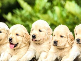 Pet Lovers Choice Awards Set for Los Angeles With Fluffy Hosting and Fan Votes