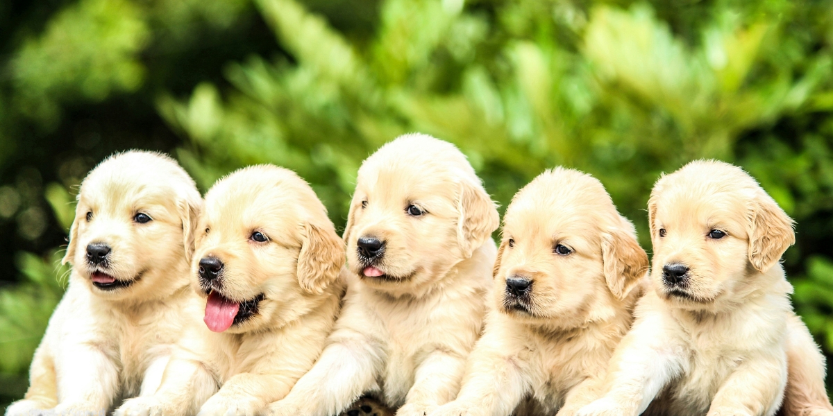 Pet Lovers Choice Awards Set for Los Angeles With Fluffy Hosting and Fan Votes