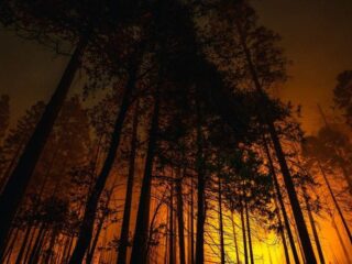 LA Wildfire Stories Told Through Virtual Reality Exhibits and Documentaries