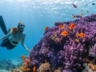 UN Treaty to Protect Ocean Biodiversity Officially Takes Effect