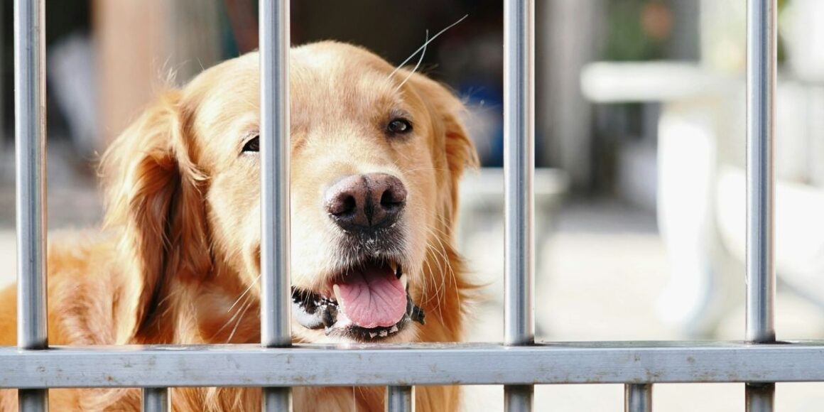 LA’s Largest Animal Rescue Hundreds of Dogs & Cats Saved in Lake Hughes