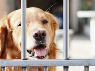 LA’s Largest Animal Rescue Hundreds of Dogs & Cats Saved in Lake Hughes