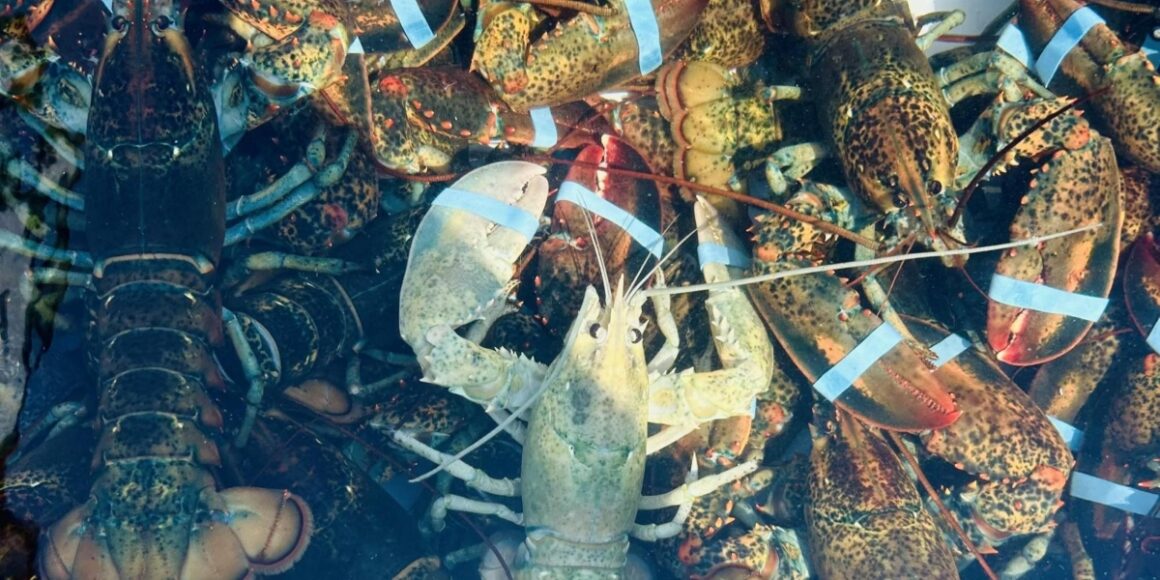 Rare Albino ‘Ghost’ Lobster Caught in Maine, Experts Call It a Marine Phenomenon