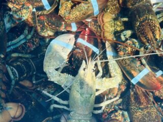 Rare Albino ‘Ghost’ Lobster Caught in Maine, Experts Call It a Marine Phenomenon