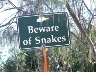 SoCal Rattlesnake Season Surge Linked to Early Warm Weather