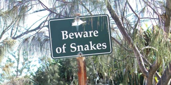 SoCal Rattlesnake Season Surge Linked to Early Warm Weather