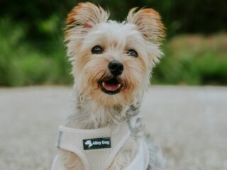Stylish Small Dog Harness Designs That Combine Fashion And Function