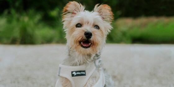 Stylish Small Dog Harness Designs That Combine Fashion And Function
