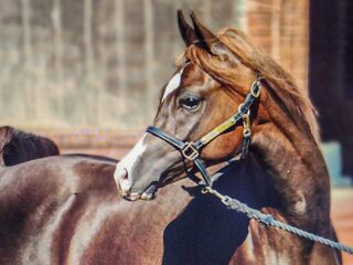 From Ancient Bloodlines to Modern Impact: The Enduring Legacy of the Arabian Horse