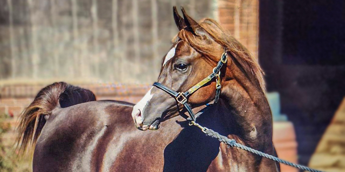 From Ancient Bloodlines to Modern Impact: The Enduring Legacy of the Arabian Horse
