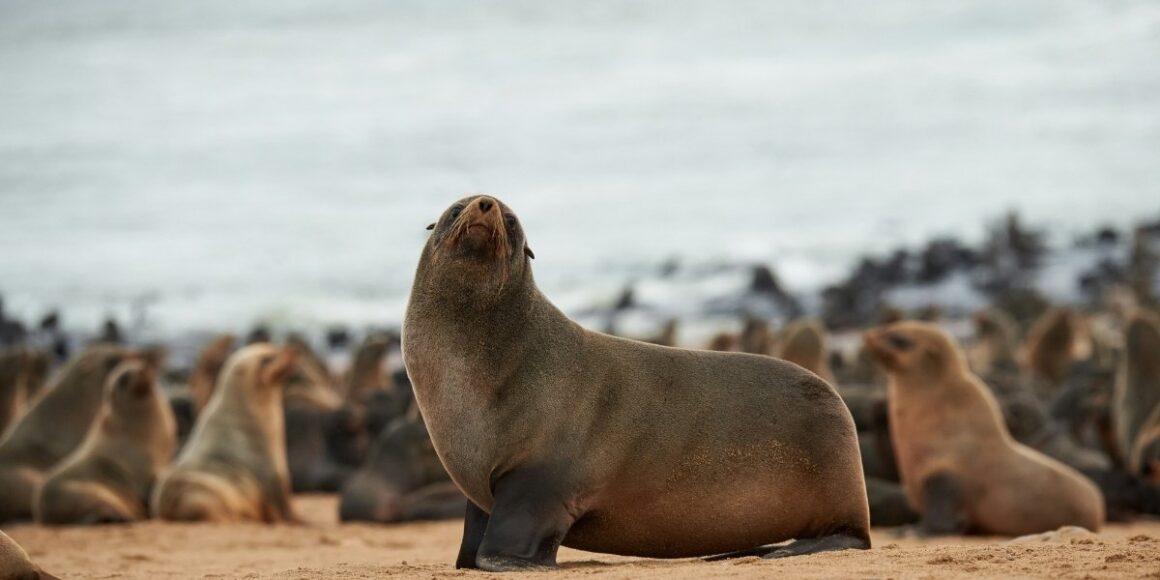 Jolla Sea Lion Video Reignites Wildlife Protection Debate