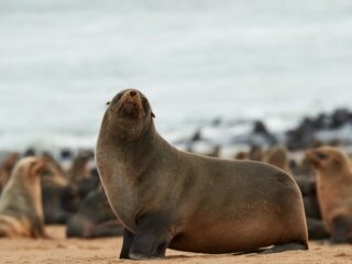 Jolla Sea Lion Video Reignites Wildlife Protection Debate
